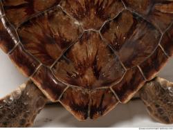 Photo Textures of Turtle Skin